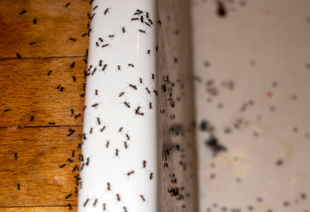 Pest Control for Restaurants in Berlin, OH
